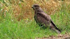 été