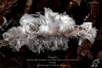 hiver