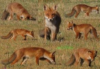 été