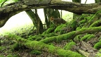 printemps