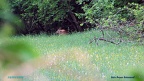 p12 11