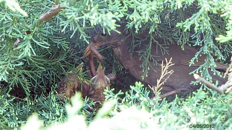 p12_25.jpg