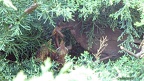 p12 25